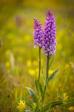 Wild orchids in the morning on Texel by Andy Luberti