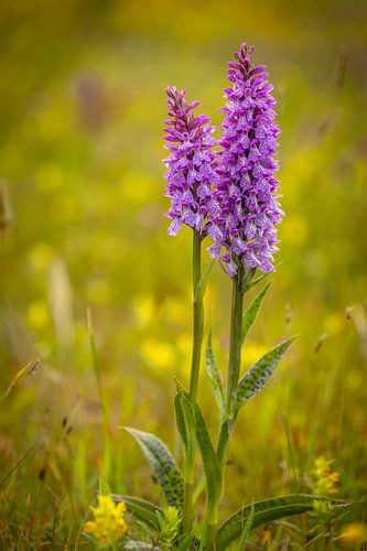 Wilde Orchideen am Morgen auf Texel