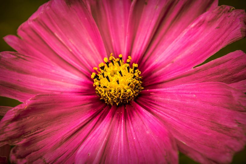 Grote roze bloem van Stedom Fotografie