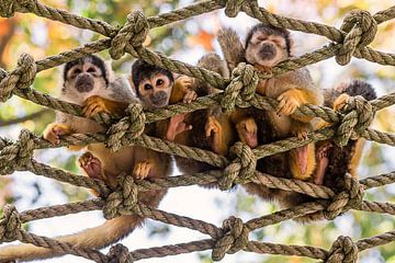 Groupe de singes écureuils de Bolivie sur des cordes