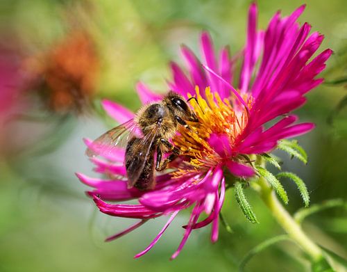 Abeille sur une fleur d'Aster