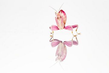 The orchid praying mantis by Roland Brack