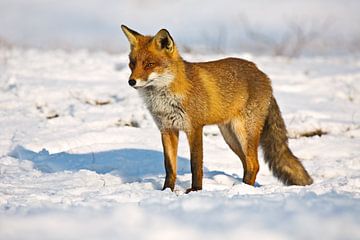 Fox in the snow by Anton de Zeeuw