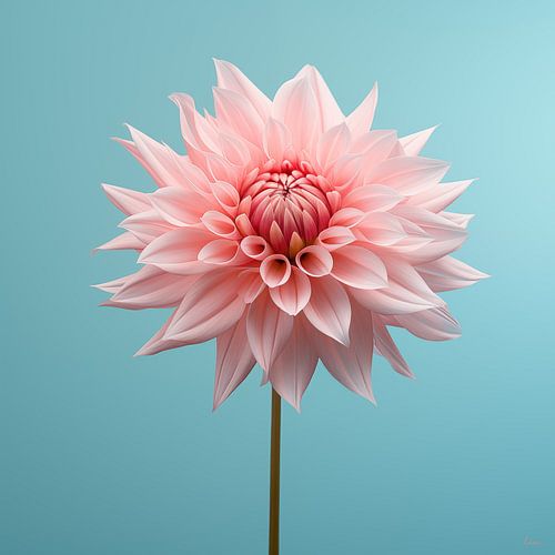 Dahlia in roze