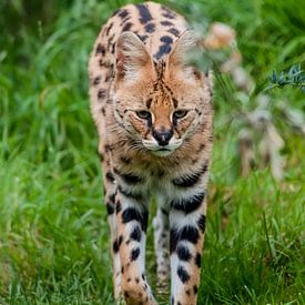 Serval : Diergaarde Blijdorp van Loek Lobel