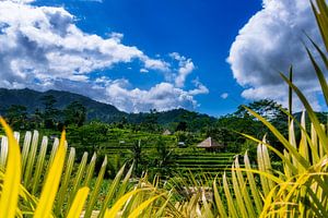 Rijstterrassen van Ubud op Bali van Fotos by Jan Wehnert