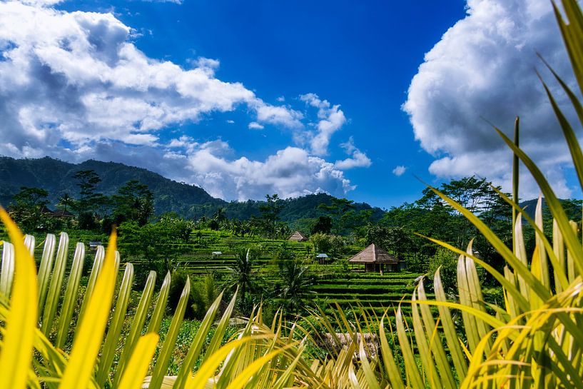 Rizières en terrasses d'Ubud sur Bali par Fotos by Jan Wehnert