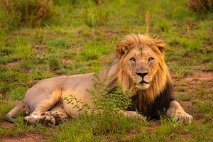 Een portret van een leeuw ( Panthera Leo) die met indringende ogen naar de kijker kijkt. van Gunter Nuyts