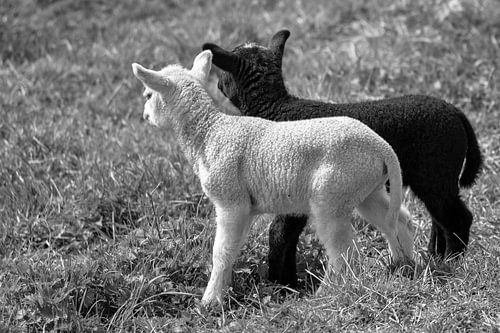 Black and White united in Black and White