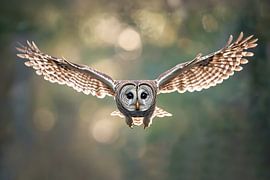 Waldkauz fliegt im herbstlichen Wald