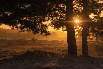 Goldener Schein an einem nebligen Morgen