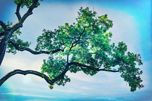 Bonsai boom in extra groot! Rustige natuur opname in de lente