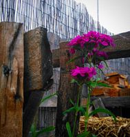 Paarse bloem tussen het tuinhout
