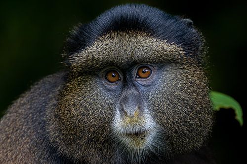 Tussen zonlicht en bladeren – De betovering van de golden monkey