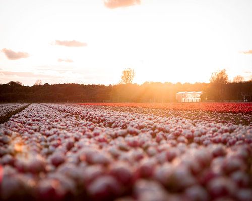 Tulip field in bloom during a sunset
