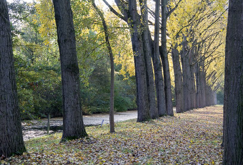 Herfst kleuren Overschie Rotterdam van Henk Alblas