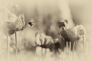 Macro abeille et pavot dans un style nostalgique