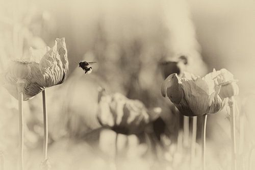 Macro bee and poppy in nostalgic style