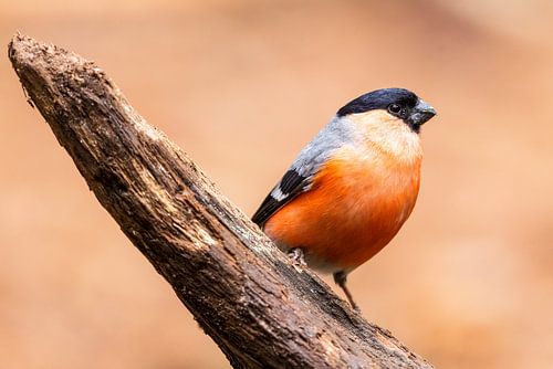 Gimpel genießt den Sonnenschein