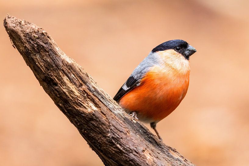 Bullfinch enjoys the sunshine by Herwin Jan Steehouwer