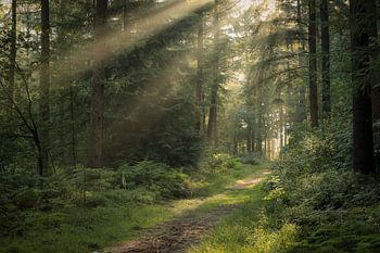 Fünfzig Schattierungen von Grün im Wald