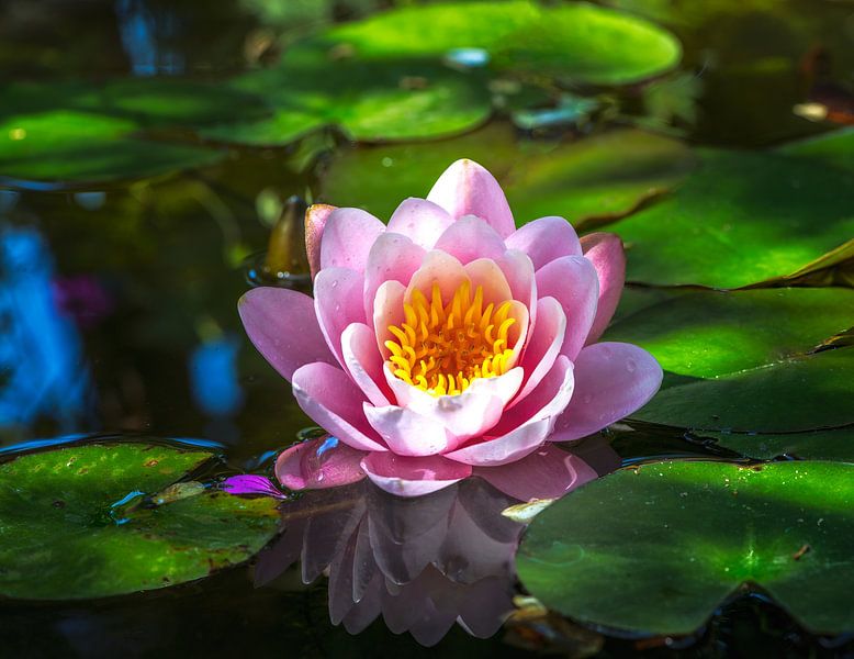 Waterlelie bloei in de tuinvijver van ManfredFotos