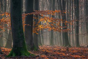Laatste kleuren voor de winter