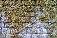 Begroeide muur