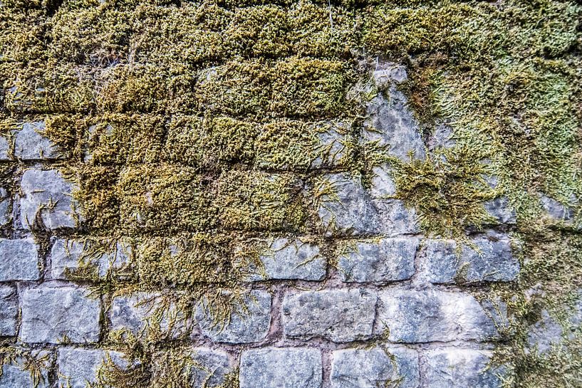 Moss on wall by Robben