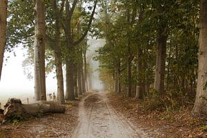 Nebel im Wald