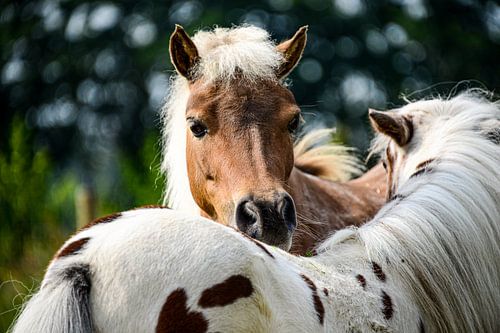 Pferde, amerikanische Minipferde