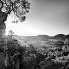 Pfäzer Wald zum Sonnenaufgang in schwarzweiss. von Manfred Voss, Schwarz-weiss Fotografie