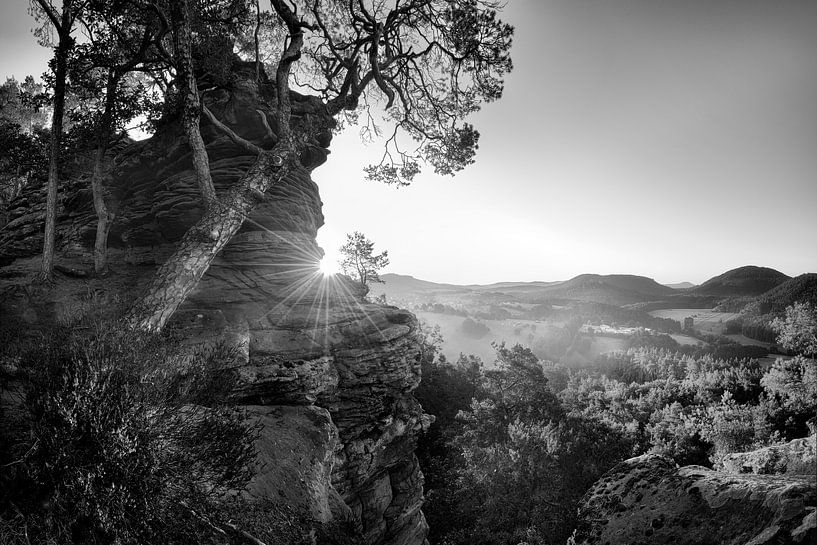 La forêt de Pfäz au lever du soleil en noir et blanc. par Manfred Voss, Photographie Noir et Blanc