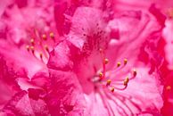 Rhododendron  von Dalex Photography Miniaturansicht