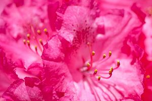Rhododendron  by Dalex Photography