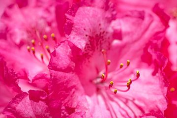Rhododendron  von Dalex Photography