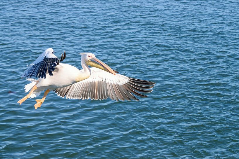 Fliegender Pelikan von Merijn Loch