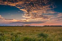Corn at sunset