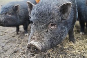 1jährige Minischweine im Garten