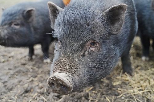 1 jaar oude minivarkens in de tuin