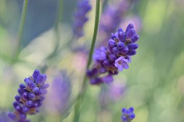 Lavendel, macro opname van Monique Pulles