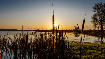 Zon achter de lisdodde