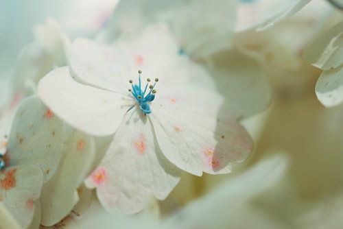 Hydrangea  sur Pascal Deckarm