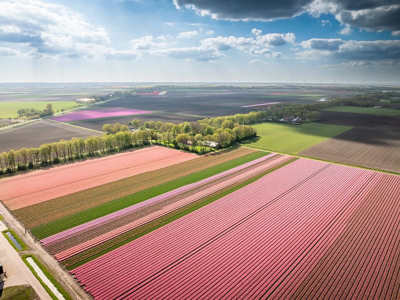 Kleurrijke Tulpenpracht in Volle Glorie van Nederlandschap