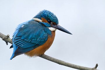 Eurasian Kingfisher ( Alcedo atthis ) in winter with snowflakes on feathers van wunderbare Erde