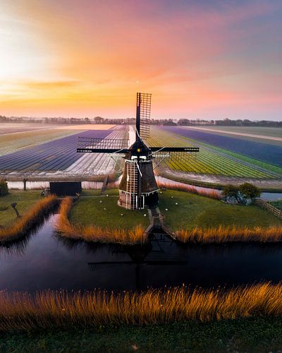 Molens en tulpen 1