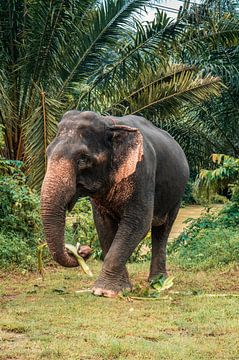 Der Elefant von Ronald Looijestijn