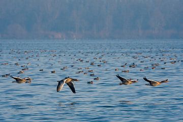Gänse im Flug von Marcel Jagt