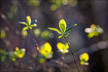 Spring Start by Rob Boon