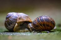 Slakkenkoppel 2 van Helma Tielemans thumbnail